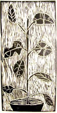 Archiv-Bild „Gummibaum“