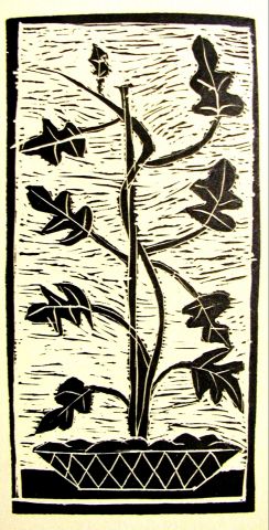 Archiv-Bild „Kletterpflanze“