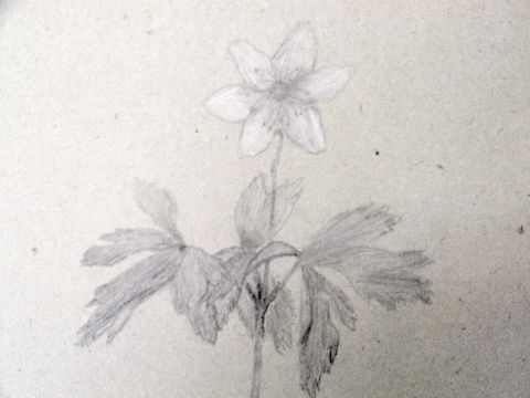 Archiv-Bild „Buschwindröschen“