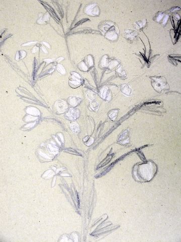 Archiv-Bild „Blühender Zweig“