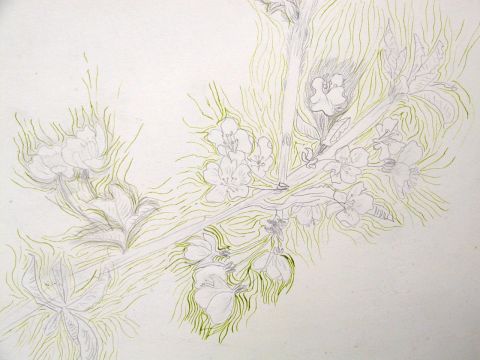 Archiv-Bild „Blühender Zweig“