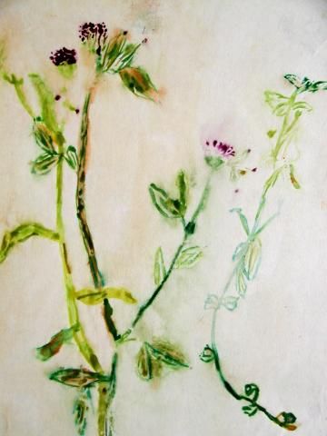 Archiv-Bild „Wiesenblumen“