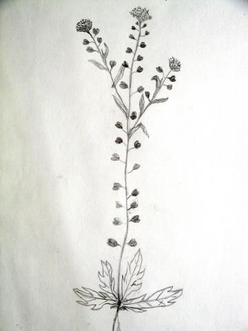 Archiv-Bild „Hirtentäschel“