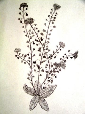 Archiv-Bild „Hirtentäschel“