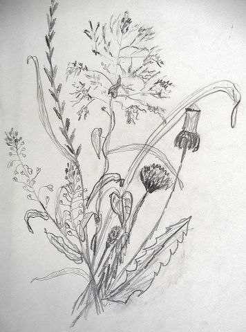 Archiv-Bild „Wiesenpflanzen“