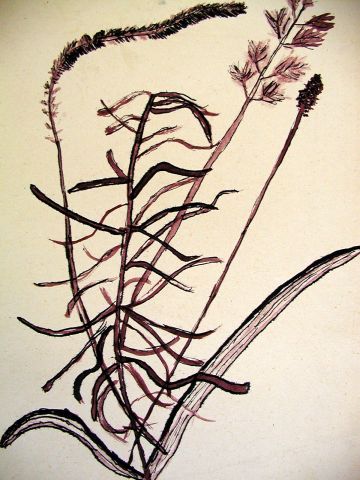 Archiv-Bild „Wiesenpflanzen“