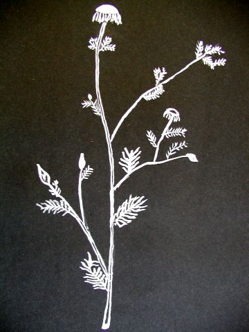 Archiv-Bild „Wiesenpflanze“