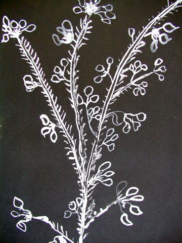 Archiv-Bild „Wiesenpflanze“