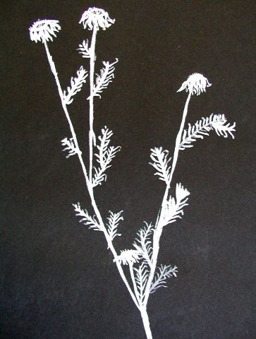 Archiv-Bild „Wiesenpflanze“