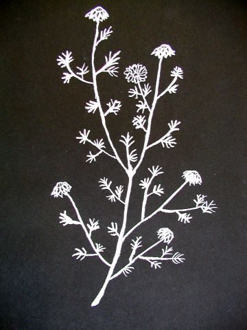 Archiv-Bild „Wiesenpflanze“