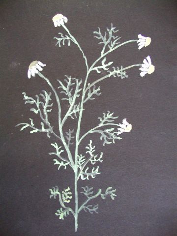 Archiv-Bild „Wiesenpflanze“