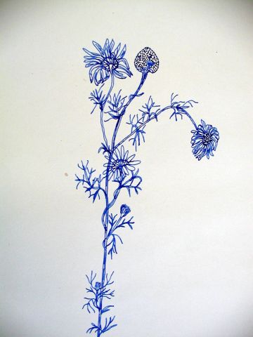 Archiv-Bild „Wiesenpflanze“