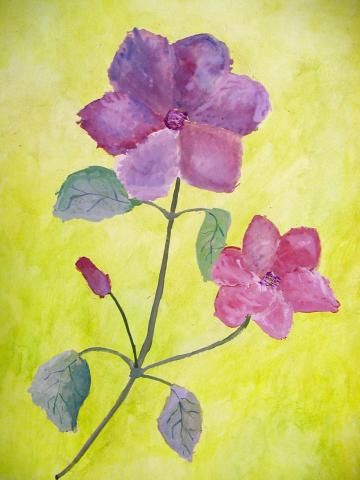 Archiv-Bild „Clematis mit lila Blüten“