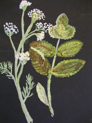 Archiv-Bild „Wiesenpflanzen“