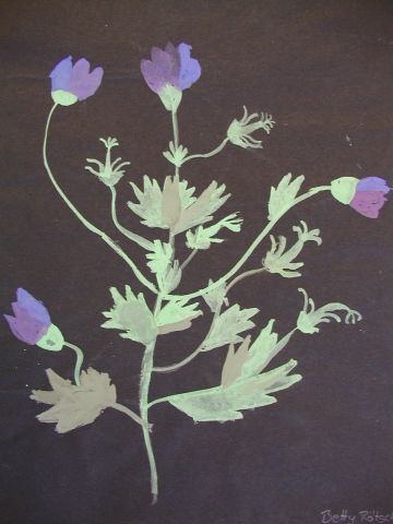 Archiv-Bild „Wiesenpflanze“