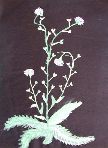 Archiv-Bild „Wiesenpflanze“