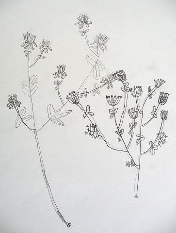 Archiv-Bild „Wiesenpflanzen“