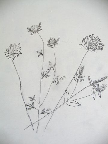 Archiv-Bild „Wiesenpflanzen“