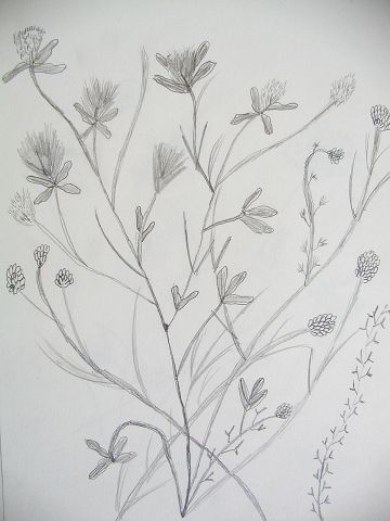 Archiv-Bild „Wiesenpflanzen“