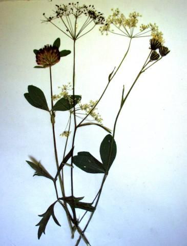 Archiv-Bild „Trockenstrauß“