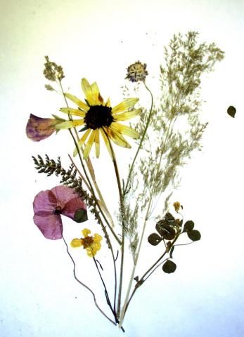 Archiv-Bild „Trockenstrauß“