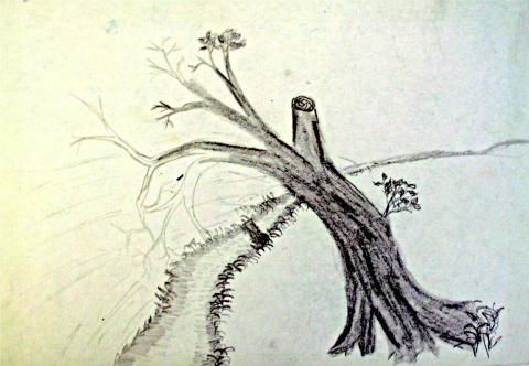 Archiv-Bild „Baum am Weg“