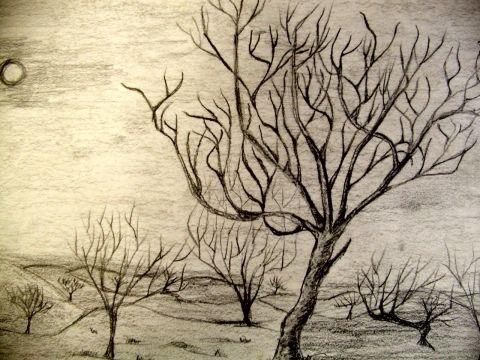 Archiv-Bild „Bäume im Winter“