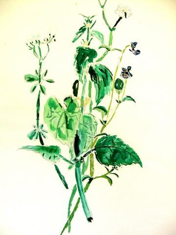 Archiv-Bild „Wiesenblumen“