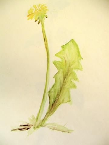 Archiv-Bild „Löwenzahn“