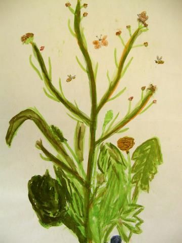 Archiv-Bild „Wiesenblumen“