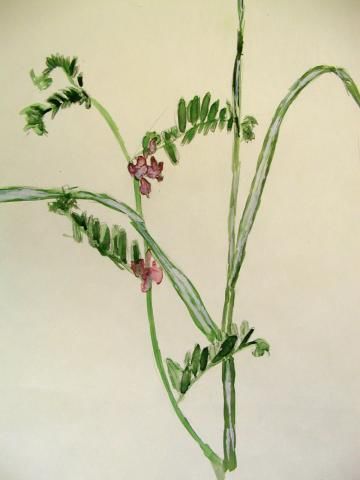 Archiv-Bild „Wiesenblume“