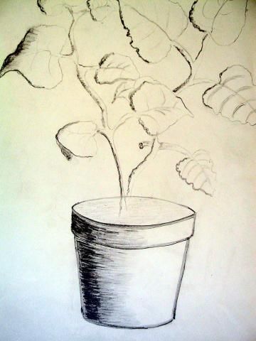 Archiv-Bild „Pflanze im Topf“