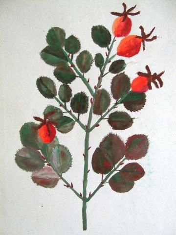 Archiv-Bild „Hagebuttenzweig“