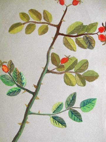 Archiv-Bild „Hagebuttenzweig“