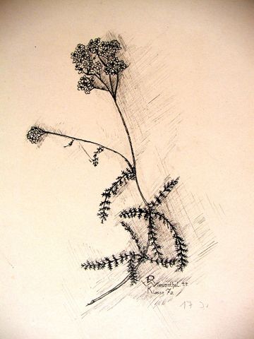 Archiv-Bild „Schafgarbe“