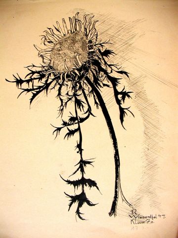 Archiv-Bild „Distel“