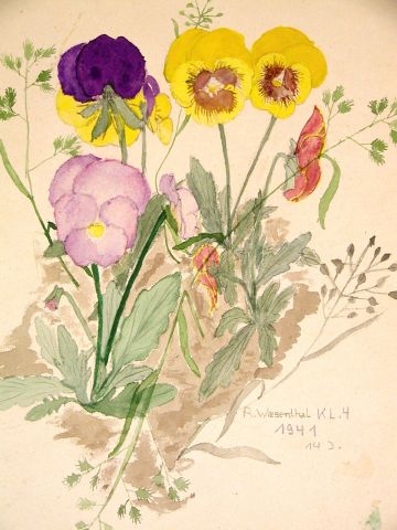 Archiv-Bild „Stiefmütterchen“