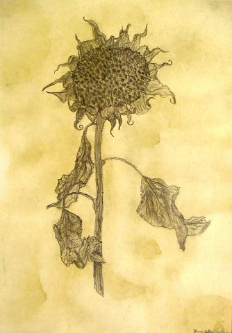 Archiv-Bild „Sonnenblume“