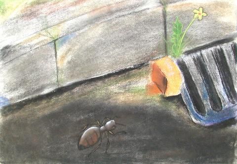 Archiv-Bild „Ameise“